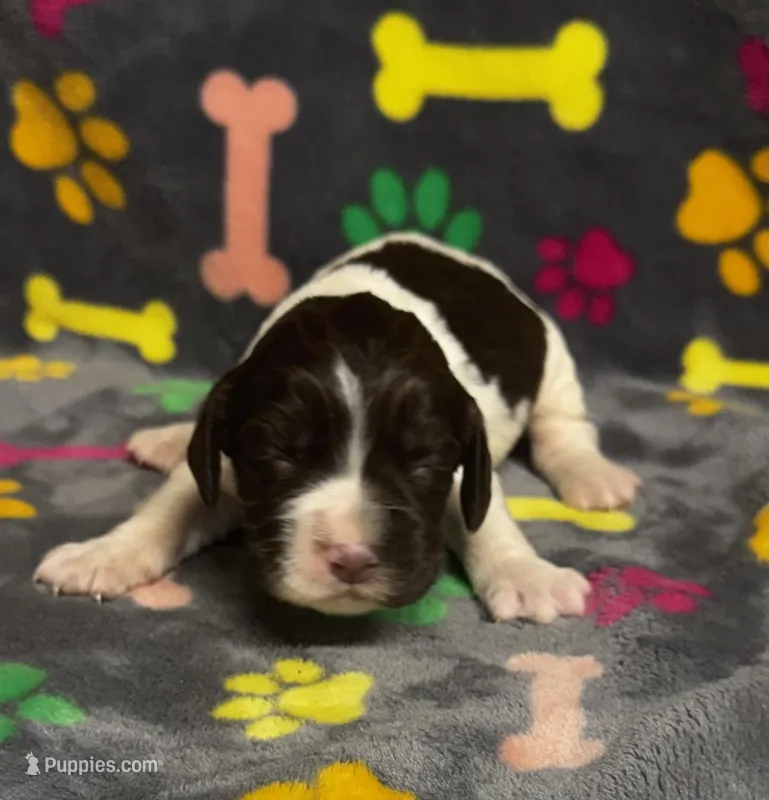 Finley Boy 1 – English Springer Spaniel puppy for sale in Bristol, SD