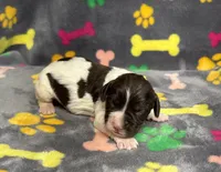 Finley Boy 1, a male English Springer Spaniel for sale in Bristol, SD – Photo 7 of 7