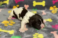 Finley Boy 1, a male English Springer Spaniel for sale in Bristol, SD – Photo 3 of 7