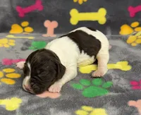 Finley Boy 1, a male English Springer Spaniel for sale in Bristol, SD – Photo 6 of 7
