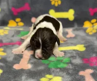 Finley Boy 1, a male English Springer Spaniel for sale in Bristol, SD – Photo 2 of 7
