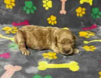 Kady Girl 2, a female Goldendoodle for sale in Bristol, SD – 2 of 6