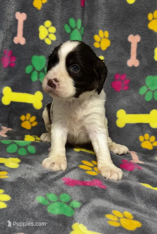 Rylee Boy 2 – English Springer Spaniel puppy for sale in Bristol, SD