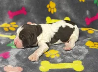 Rylee Boy 2, a male English Springer Spaniel for sale in Bristol, SD – 5 of 6