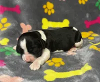 Rylee Boy 7, a male English Springer Spaniel for sale in Bristol, SD – 5 of 6