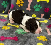 Finley Boy 1, a male English Springer Spaniel for sale in Bristol, SD – 5 of 6