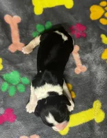 Rylee Boy 7, a male English Springer Spaniel for sale in Bristol, SD – 6 of 6