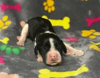 Rylee Boy 8, a male English Springer Spaniel for sale in Bristol, SD – 5 of 6