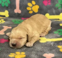 Pearl Girl 4, a female Goldendoodle for sale in Bristol, SD – Photo 6 of 7