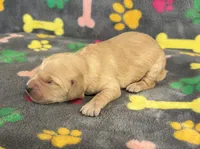 Pearl Girl 4, a female Goldendoodle for sale in Bristol, SD – Photo 4 of 7