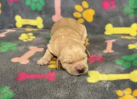 Pearl Girl 4, a female Goldendoodle for sale in Bristol, SD – Photo 3 of 7