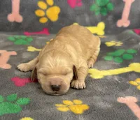 Pearl Girl 4, a female Goldendoodle for sale in Bristol, SD – Photo 5 of 7