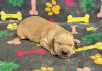 Pearl Girl 4, a female Goldendoodle for sale in Bristol, SD – Photo 7 of 7