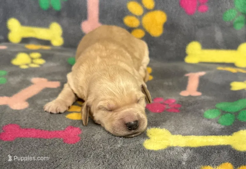 Pearl Girl 4 – Goldendoodle puppy for sale in Bristol, SD