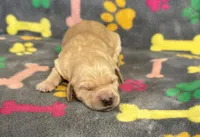 Pearl Girl 4, a female Goldendoodle for sale in Bristol, SD – Photo 1 of 7