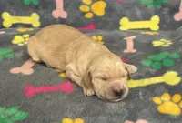 Pearl Girl 4, a female Goldendoodle for sale in Bristol, SD – Photo 2 of 7