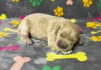 Kady Girl 1, a female Goldendoodle for sale in Bristol, SD – 2 of 5