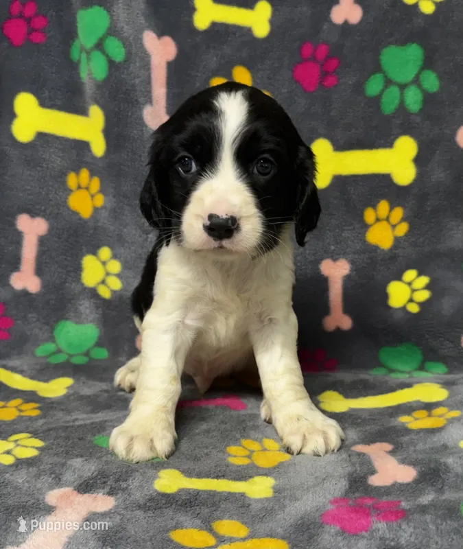 Rylee Boy 5 – English Springer Spaniel puppy for sale in Bristol, SD