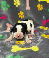 Rylee Boy 3, a male English Springer Spaniel for sale in Bristol, SD – 6 of 10
