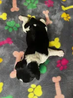 Rylee Boy 6, a male English Springer Spaniel for sale in Bristol, SD – 7 of 8