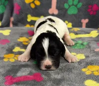 Finley Boy 2, a male English Springer Spaniel for sale in Bristol, SD – 4 of 9
