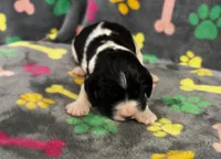 Finley Boy 4, a male English Springer Spaniel for sale in Bristol, SD – 3 of 7