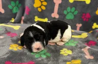 Finley Boy 4, a male English Springer Spaniel for sale in Bristol, SD – 7 of 7