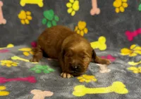 Oakley Boy 2, a male Golden Retriever for sale in Bristol, SD – 2 of 4