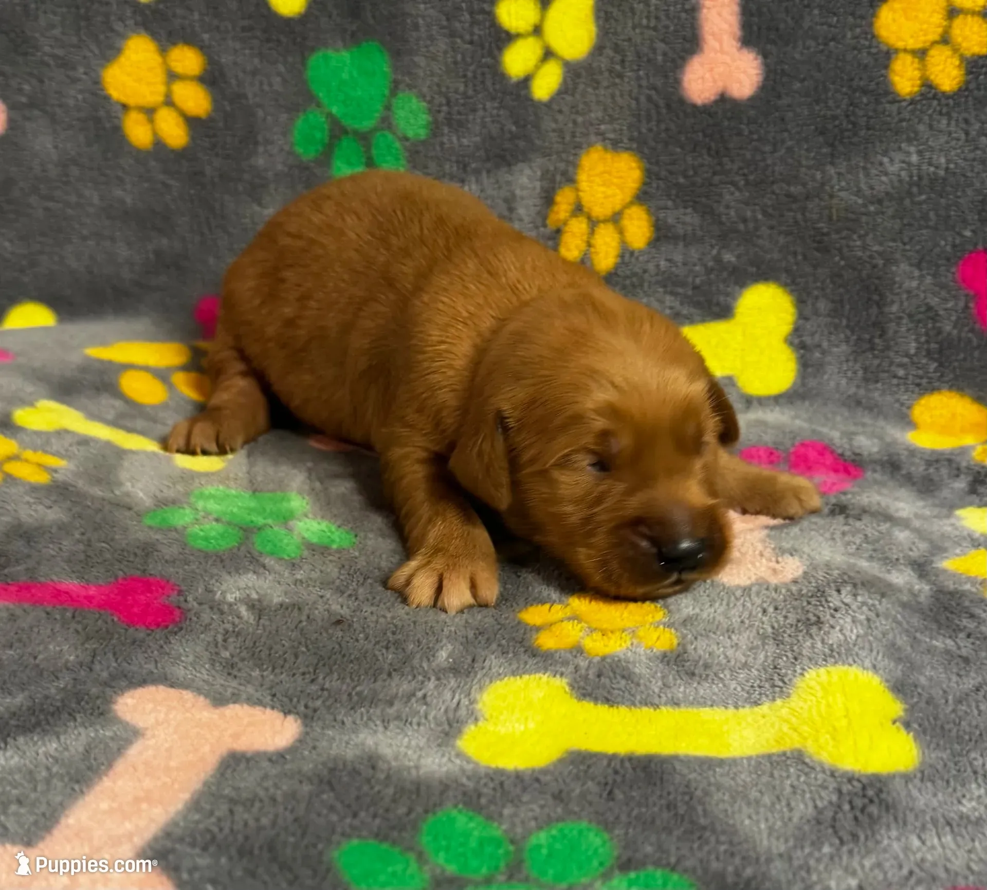 Oakley Boy 2, a male Golden Retriever for sale in Bristol, SD – 1 of 4