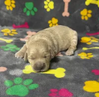 Kady Girl 1, a female Goldendoodle for sale in Bristol, SD – 4 of 5
