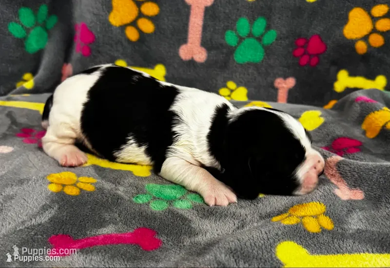 Finley Boy 3 – English Springer Spaniel puppy for sale in Bristol, SD