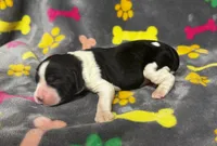 Rylee Boy 6, a male English Springer Spaniel for sale in Bristol, SD – 5 of 8