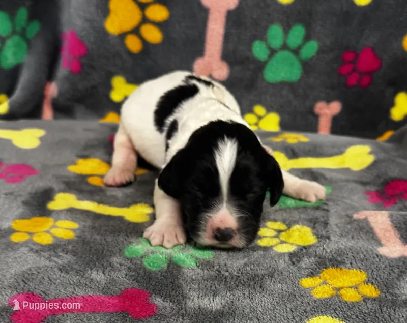 Finley Boy 2 – English Springer Spaniel puppy for sale in Bristol, SD