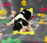 Rylee Boy 4, a male English Springer Spaniel for sale in Bristol, SD – 1 of 5