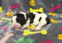 Rylee Boy 3, a male English Springer Spaniel for sale in Bristol, SD – 5 of 10