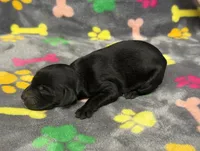 Taverna Girl 2, a female Springer Doodle for sale in Bristol, SD – Photo 6 of 7