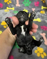 Taverna Girl 2, a female Springer Doodle for sale in Bristol, SD – Photo 7 of 7