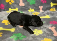 Taverna Girl 2, a female Springer Doodle for sale in Bristol, SD – Photo 4 of 7