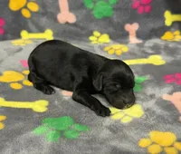 Taverna Girl 2, a female Springer Doodle for sale in Bristol, SD – Photo 1 of 7