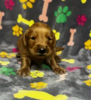 Willow Girl 1, a female Golden Retriever for sale in Bristol, SD – 1 of 5