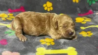 Kady Girl 2, a female Goldendoodle for sale in Bristol, SD – 3 of 6