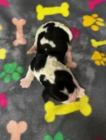 Rylee Boy 4, a male English Springer Spaniel for sale in Bristol, SD – 5 of 5