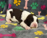 Finley Girl 2, a female English Springer Spaniel for sale in Bristol, SD – 2 of 7