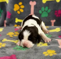 Finley Girl 2, a female English Springer Spaniel for sale in Bristol, SD – 4 of 7