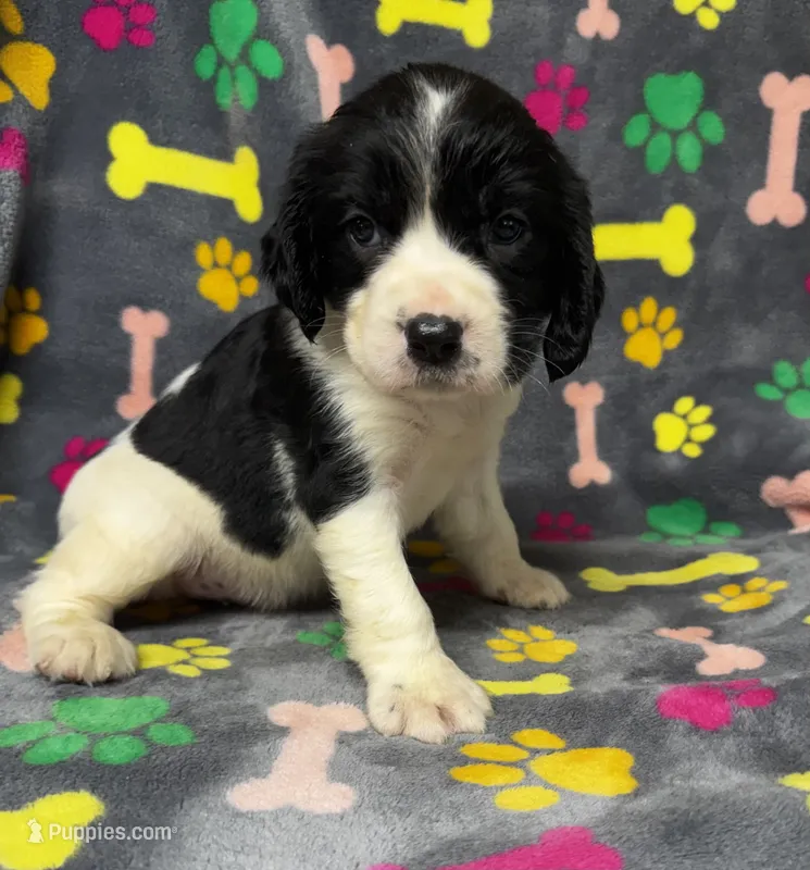 Rylee Boy 6 – English Springer Spaniel puppy for sale in Bristol, SD