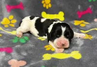 Rylee Boy 4, a male English Springer Spaniel for sale in Bristol, SD – 2 of 5