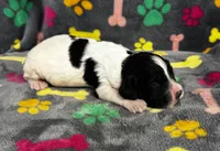 Finley Boy 2, a male English Springer Spaniel for sale in Bristol, SD – 6 of 9