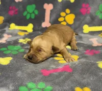 Oakley Girl 3, a female Golden Retriever for sale in Bristol, SD – Photo 2 of 6