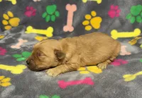 Oakley Girl 2, a female Golden Retriever for sale in Bristol, SD – Photo 3 of 5