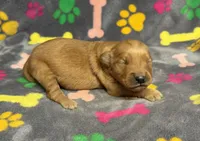 Oakley Girl 2, a female Golden Retriever for sale in Bristol, SD – Photo 4 of 5